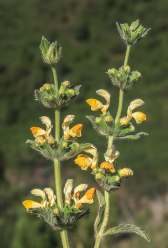 Phlomoides fetisowi